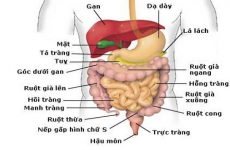 Tiêu hóa - Gan - Mật